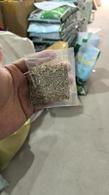 Evergreen dwarf grass seed for four seasons