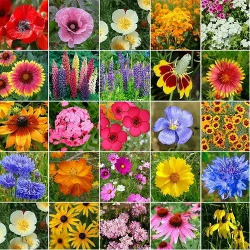 Wild flower seeds